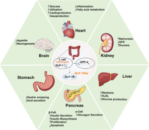 Peptides for Weight Loss: A Modern Approach to Metabolic Health